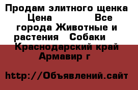 Продам элитного щенка › Цена ­ 30 000 - Все города Животные и растения » Собаки   . Краснодарский край,Армавир г.